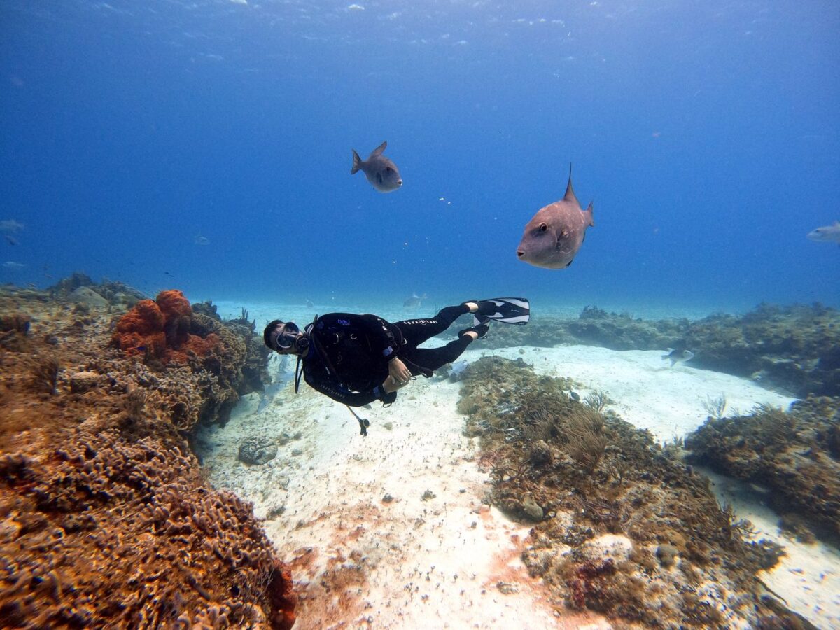 Scuba diver swimming over the seabed alongside two fish